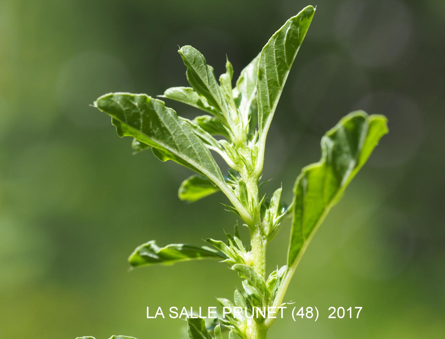 Pigweed, White; Tumbleweed